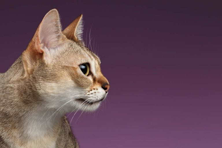 Singapura Cat Breed Profile - Cat-World - Cat Weight Control In Singapura Breed