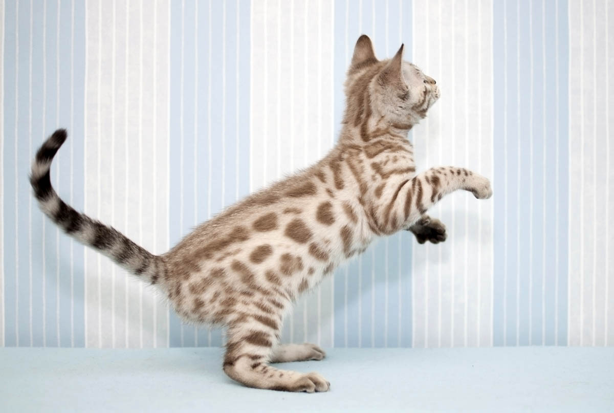 Snow spotted Bengal