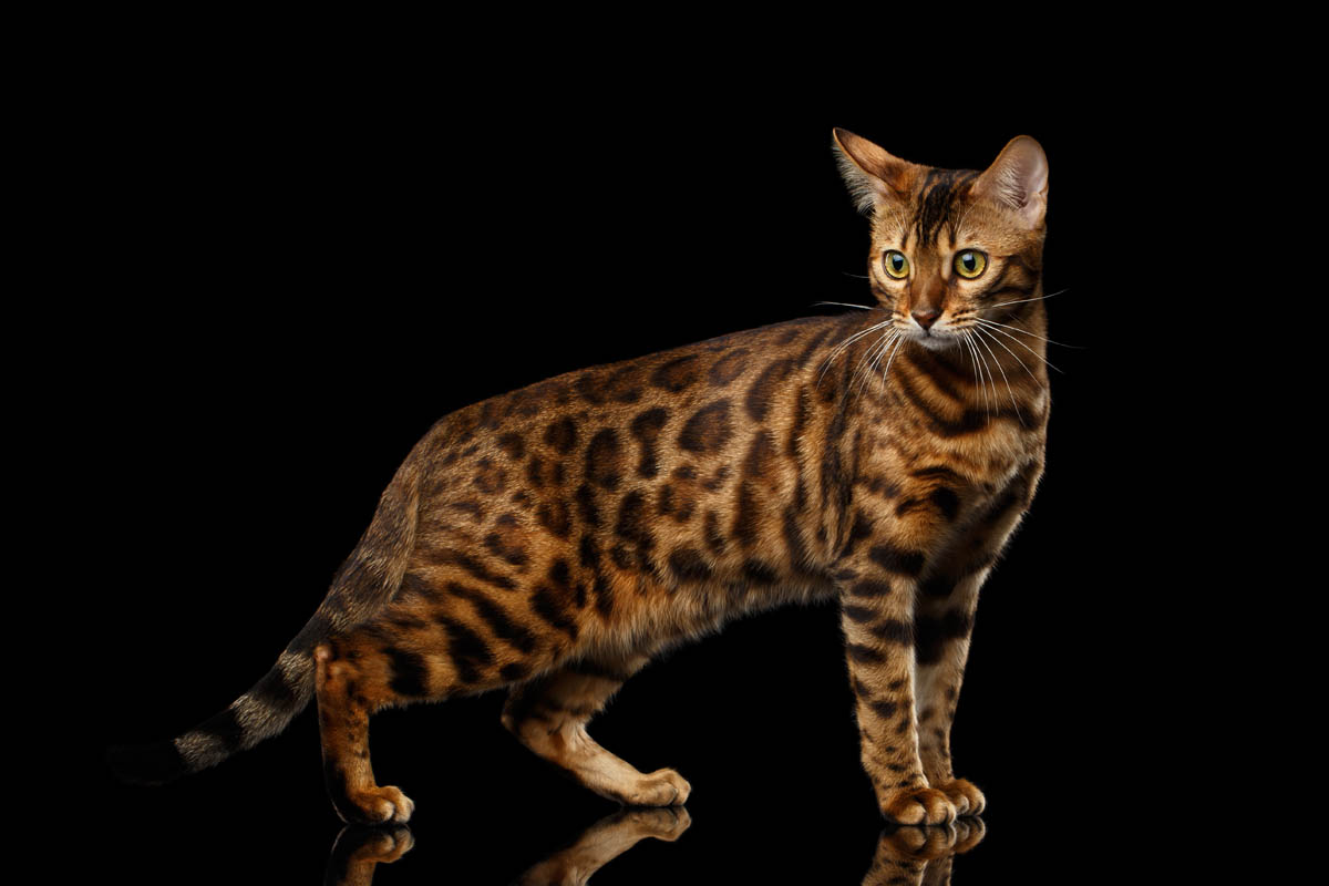 Bengal Cat Breed Profile Cat World