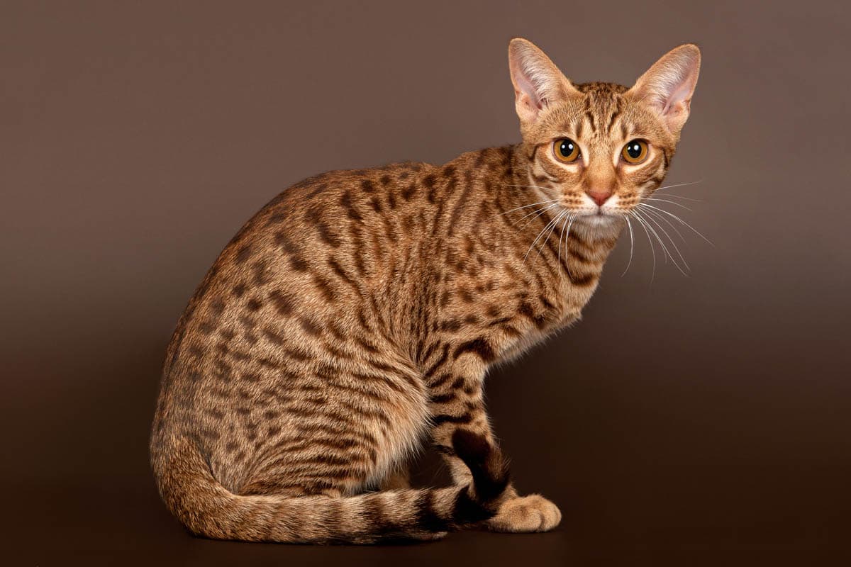 Brown spotted tabby