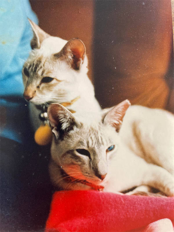 bluepoint siamese tabby mix