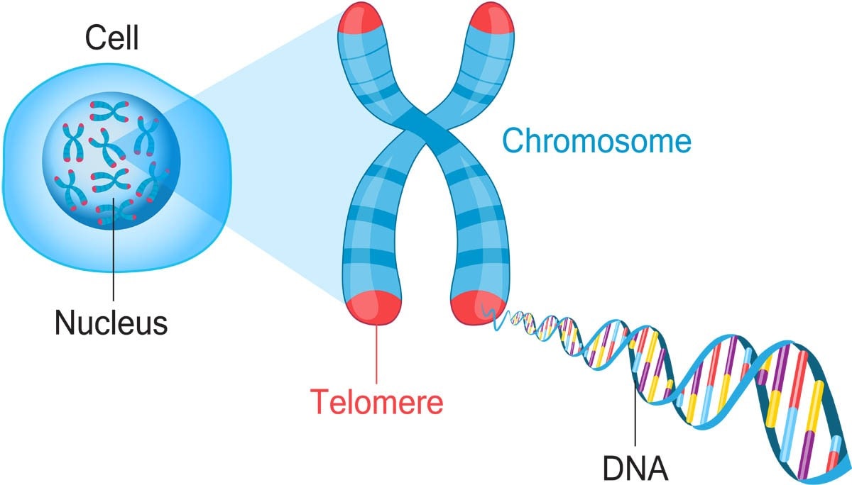 Telomeres
