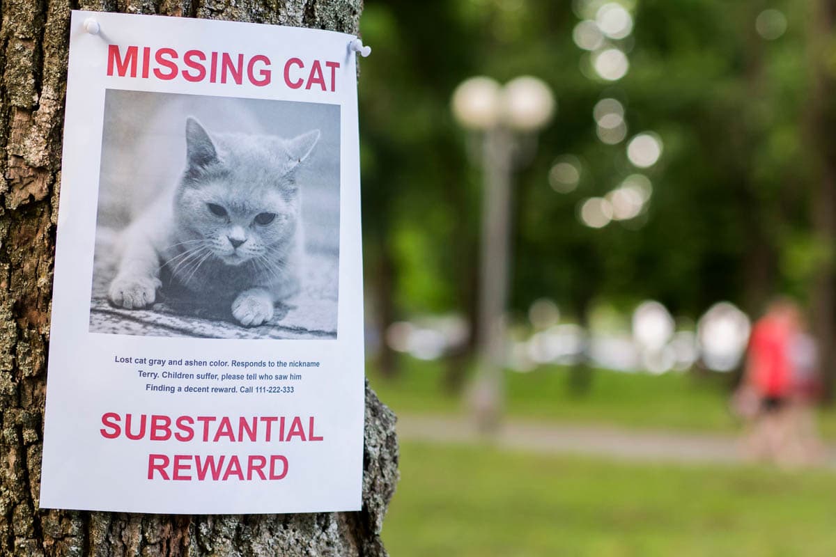 Tips to find a missing cat