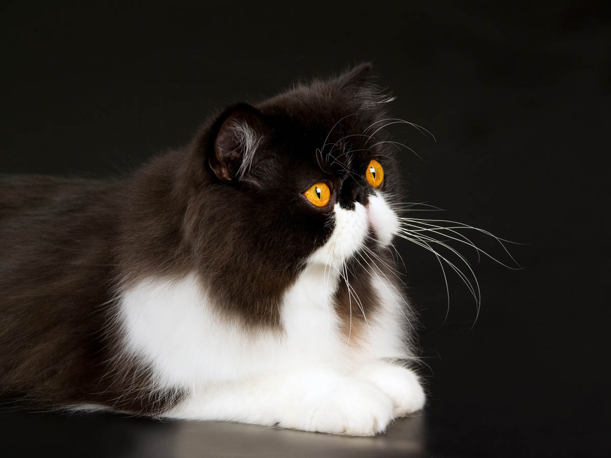 Persian Cat Breed Profile - Cat-World