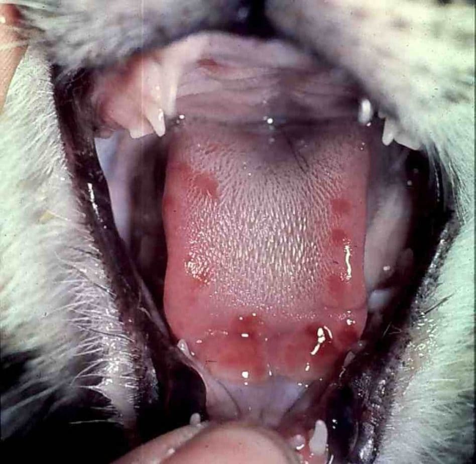 Mouth ulcers in a cat