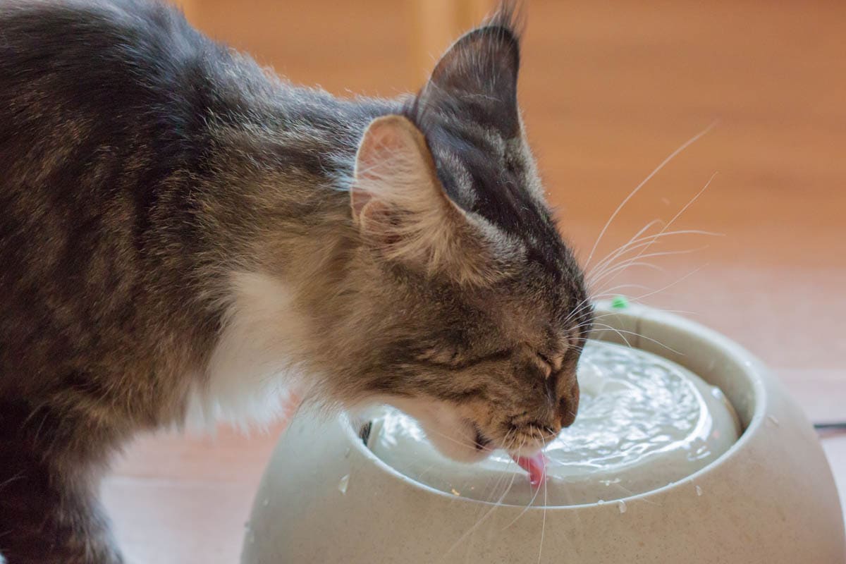 Water bowls for cats