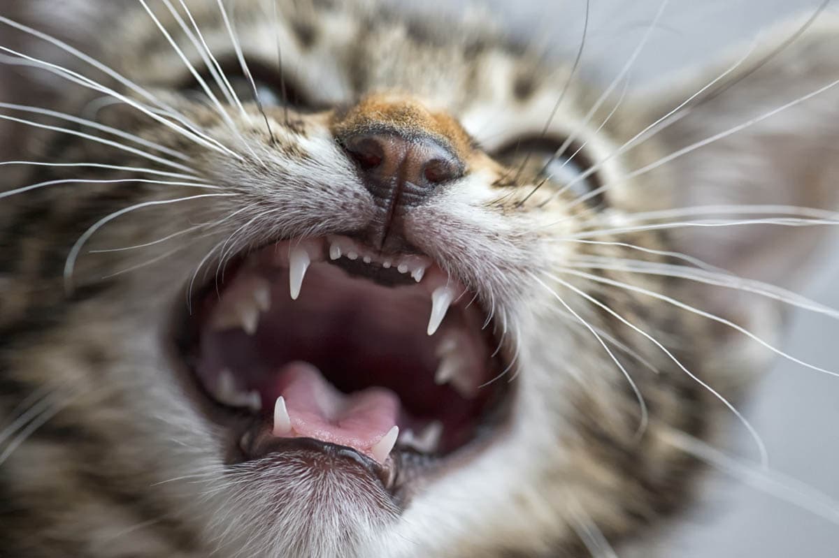 cat-losing-teeth-what-to-feed-cat-meme-stock-pictures-and-photos