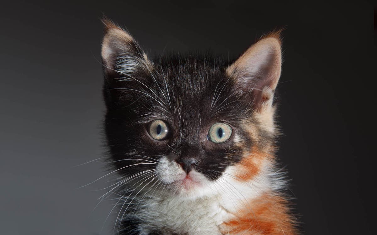 Why do cats?