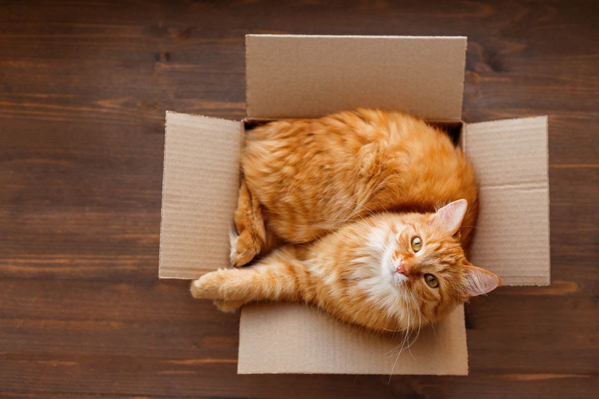 Why do cats like boxes?