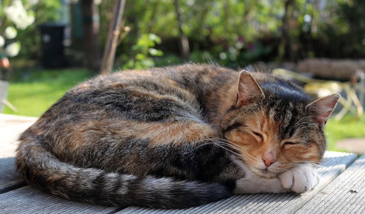 Why do cats sleep curled up?