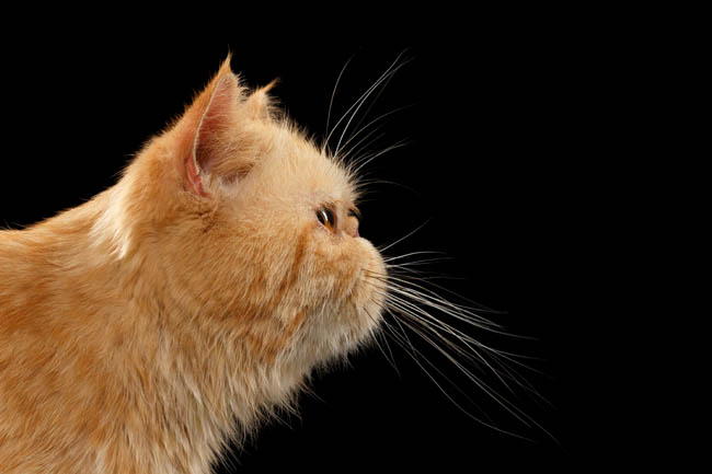How did Persian cats get a flat nose?