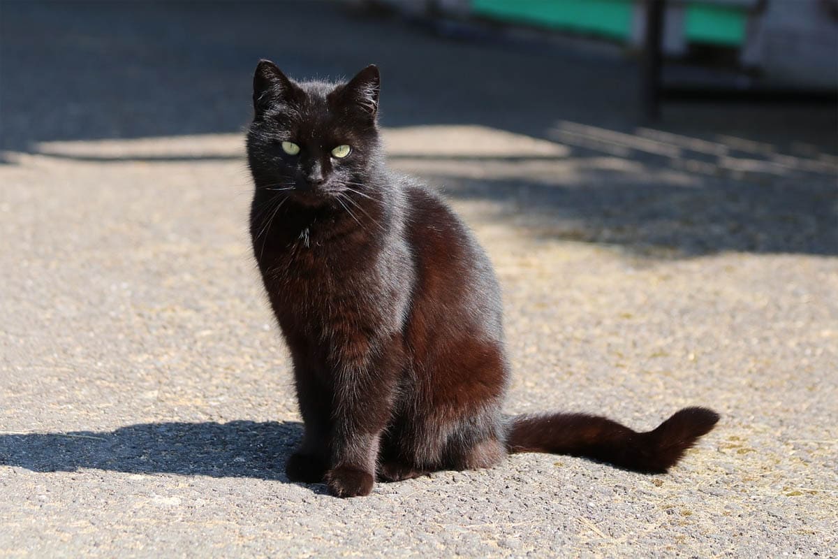 Black and 2024 tan cat