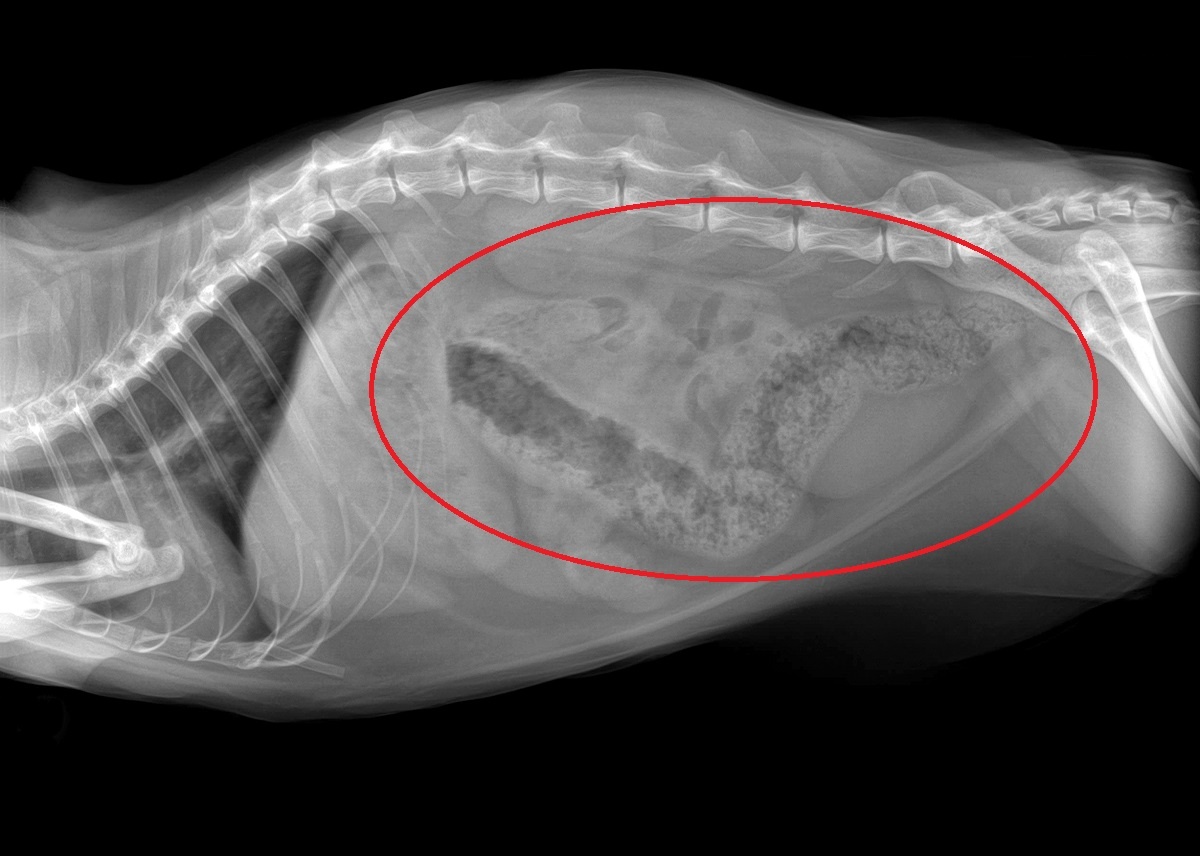 Xray of constipated cat