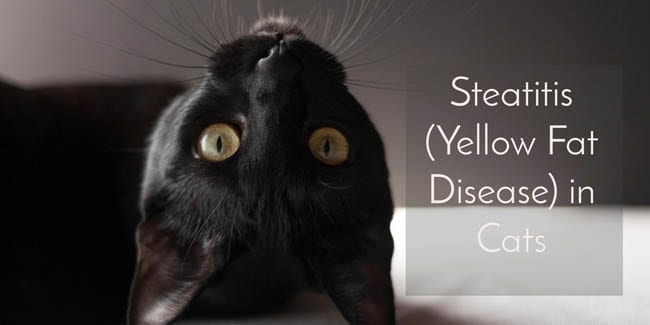 Steatitis (yellow fat disease) in cats
