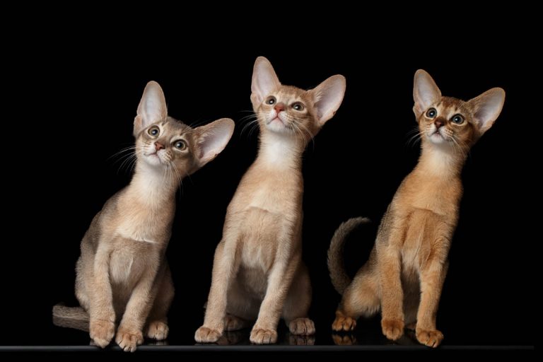 Abyssinian Cat Breed Information - Cat-World