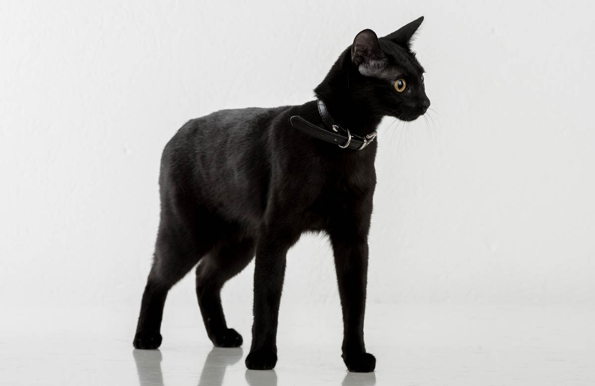 Bombay cat breed profile