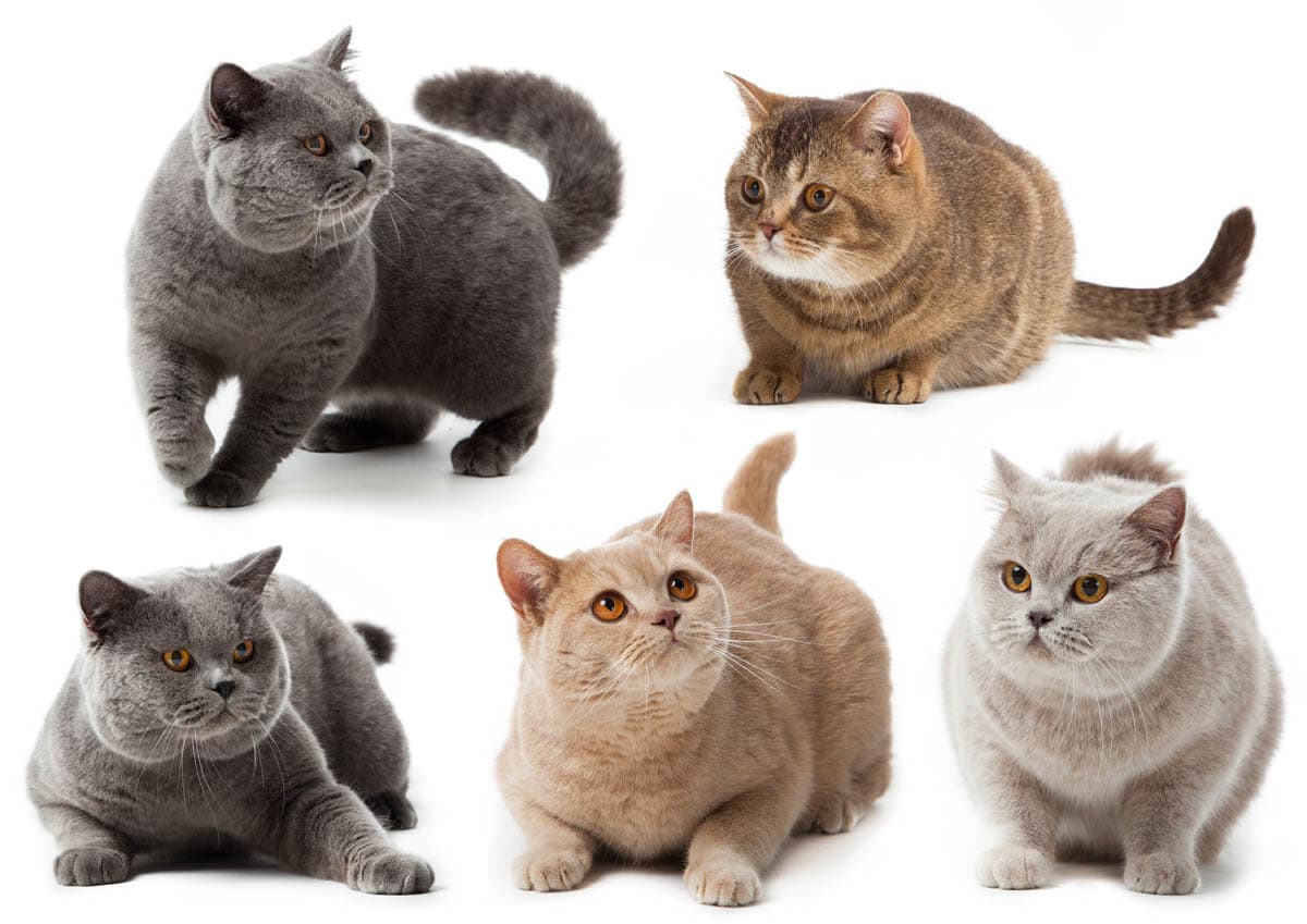 British Shorthair Colours 1 