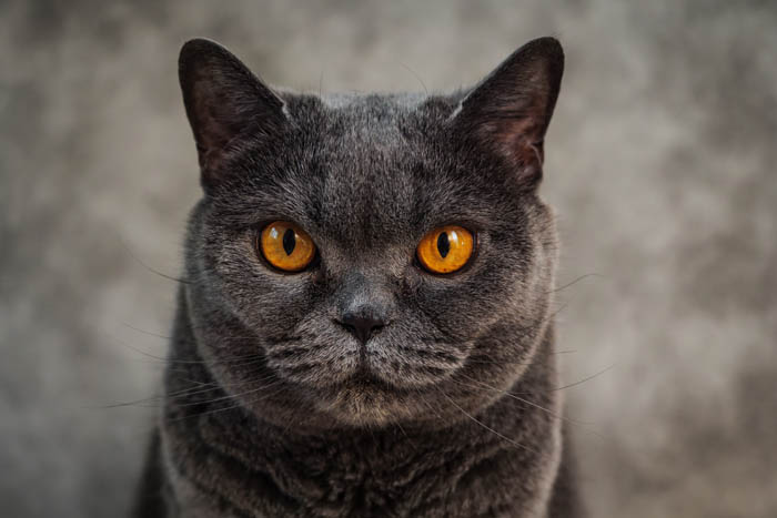british blue shorthair cat temperament