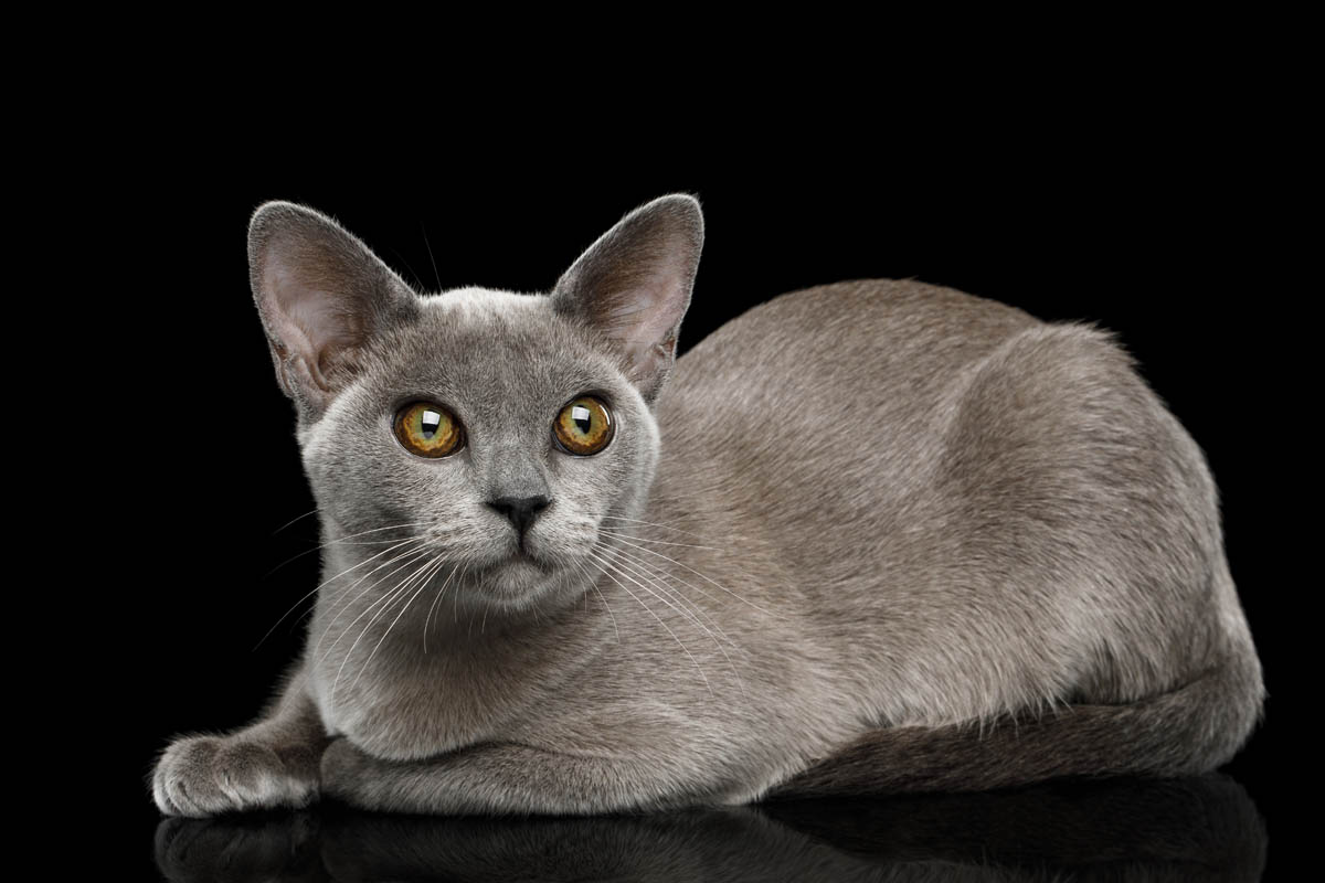 Burmese cat breed profile
