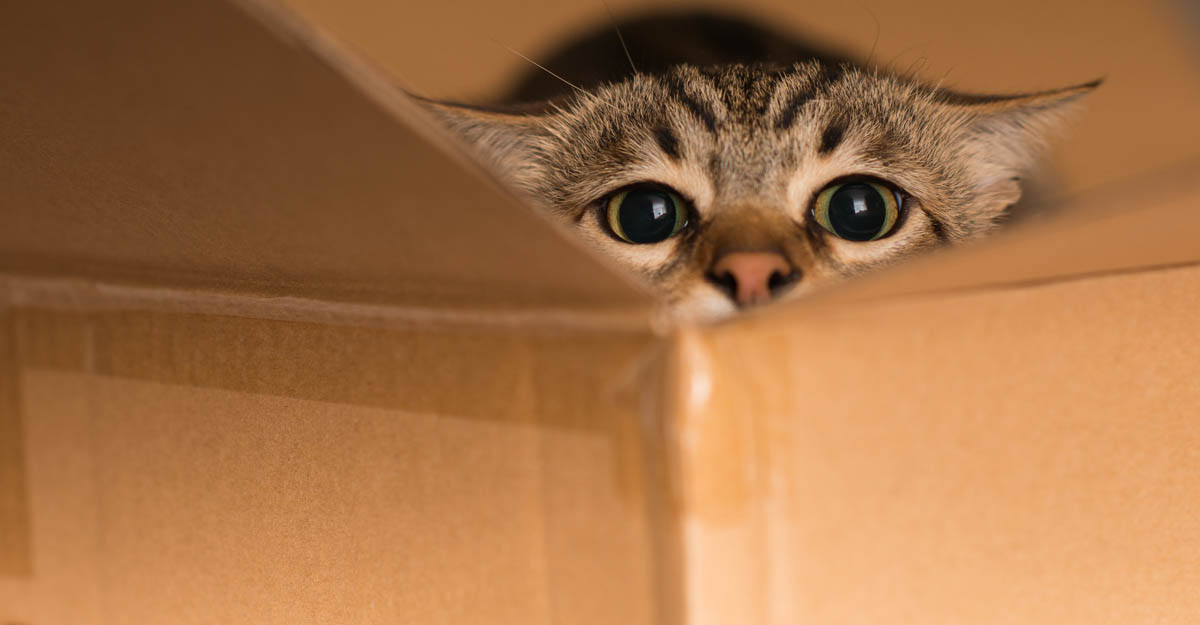 Cat hiding in a box
