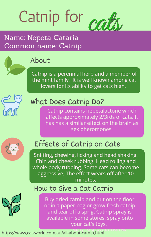 Catnip for cats