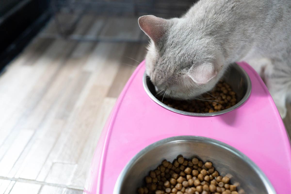 Common feeding mistakes made by cat owners