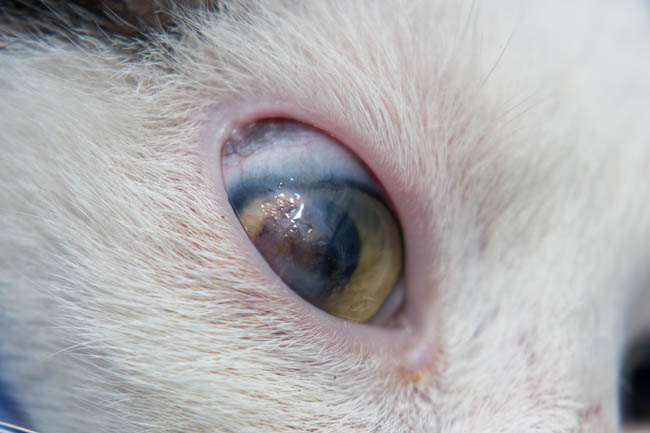 Cat Eye Ulcer Symptoms - Cat Meme Stock Pictures and Photos