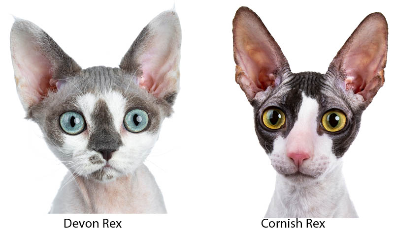 Difference between a Devon Rex and a Cornish Rex