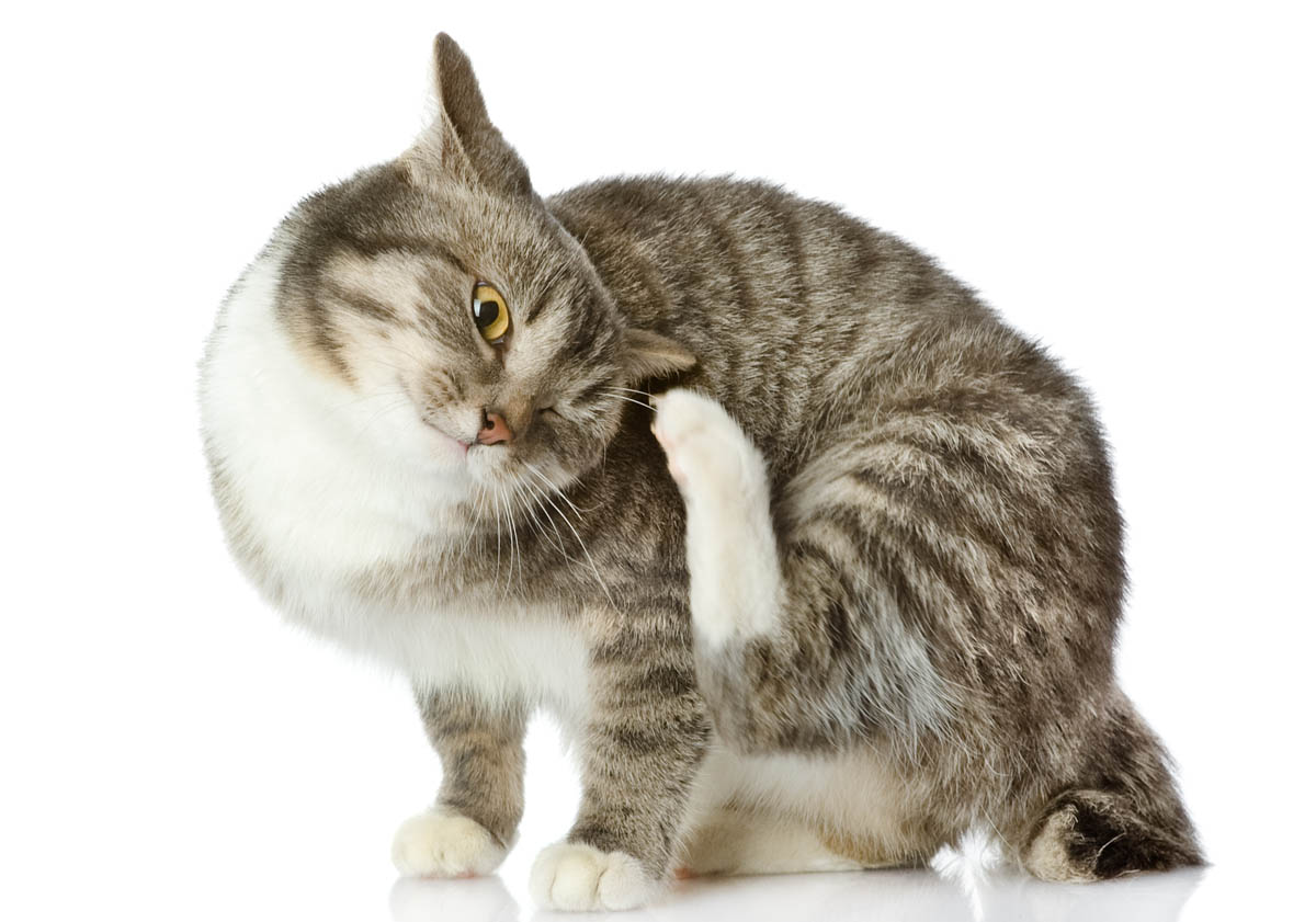 Diseases cats can catch from fleas