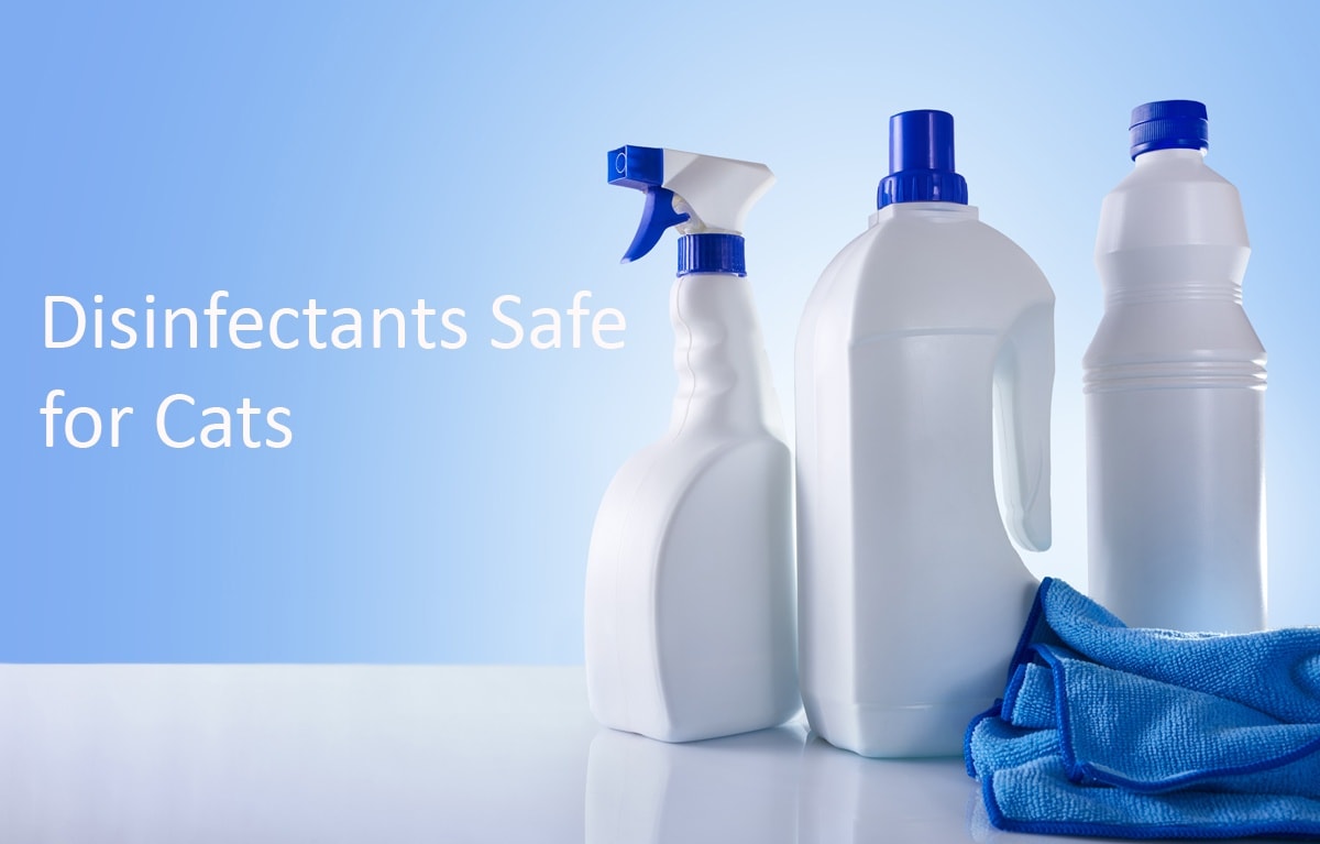 Disinfectants safe for cats
