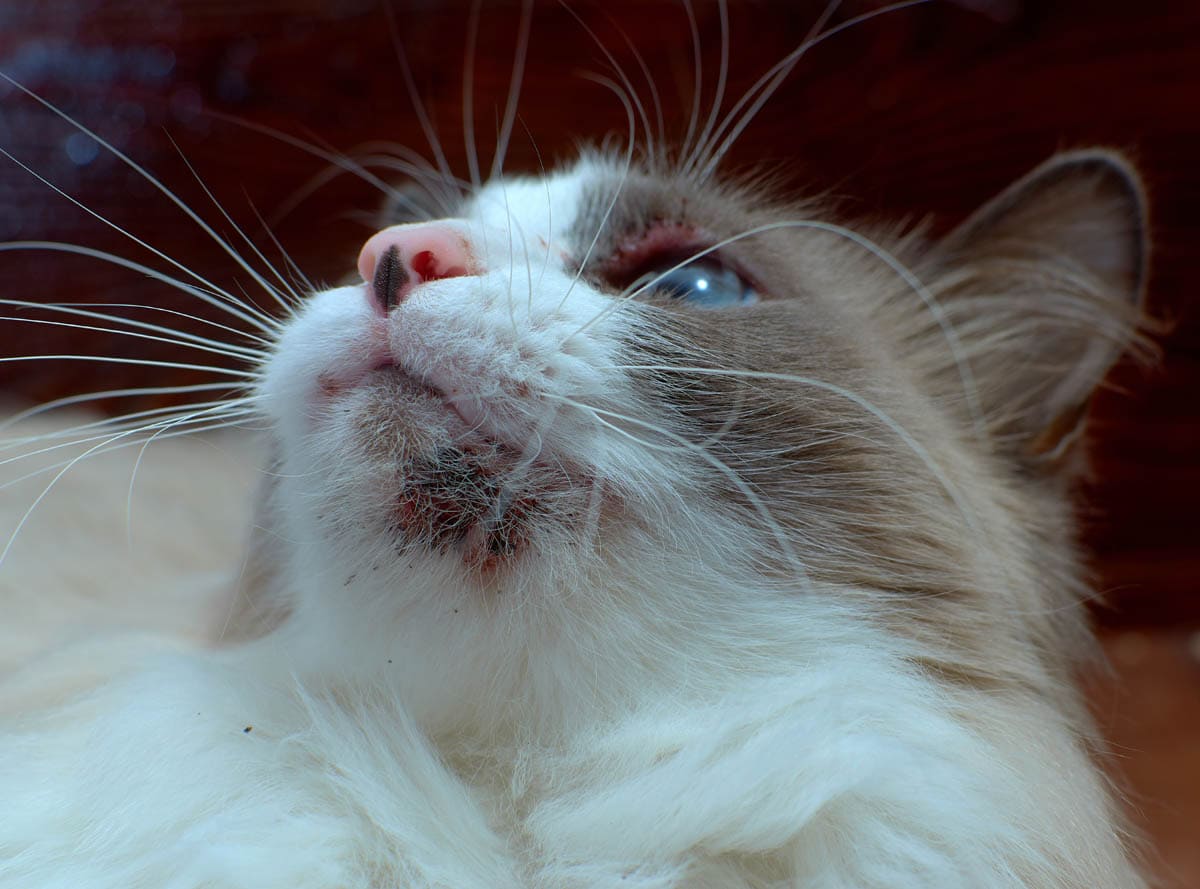 Ragdoll cat with feline acne