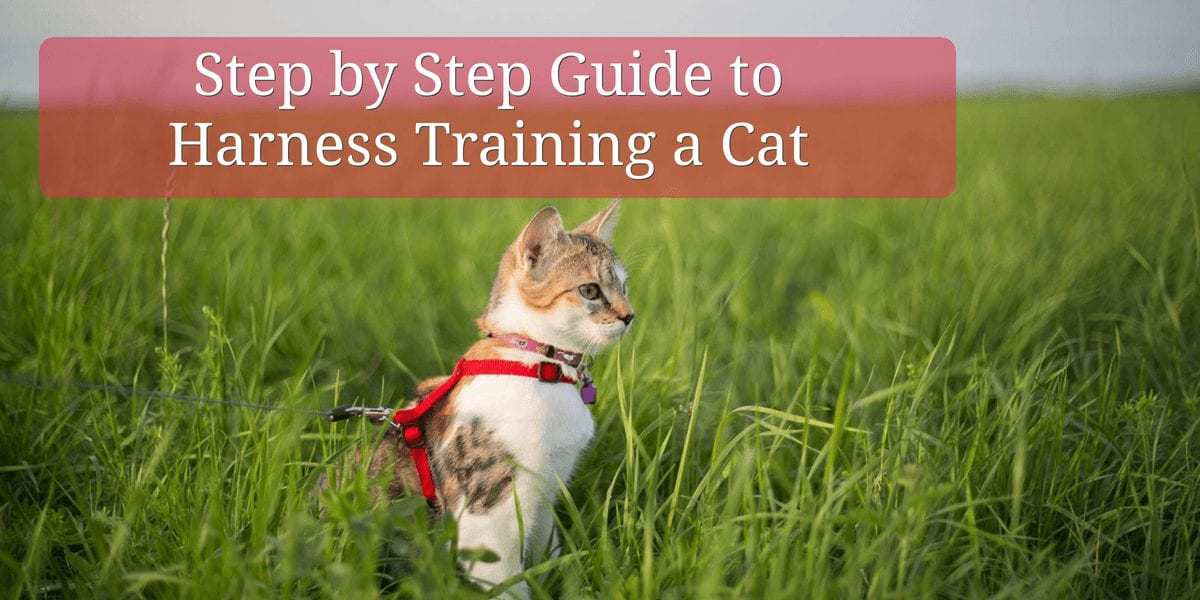 Leash training a cat