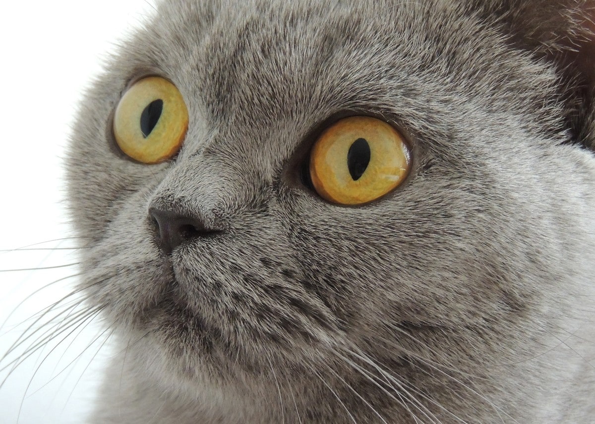 Healthy cat eyes