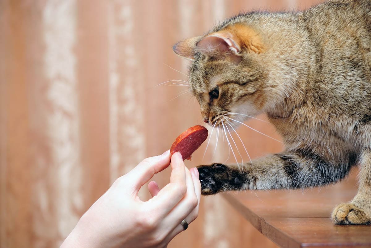 Human Foods Which Cats Can't Eat CatWorld