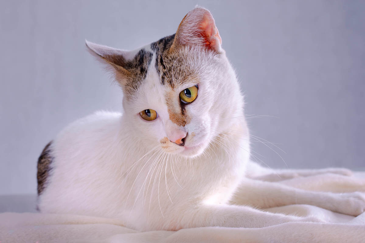 Ibuprofen toxicity in cats