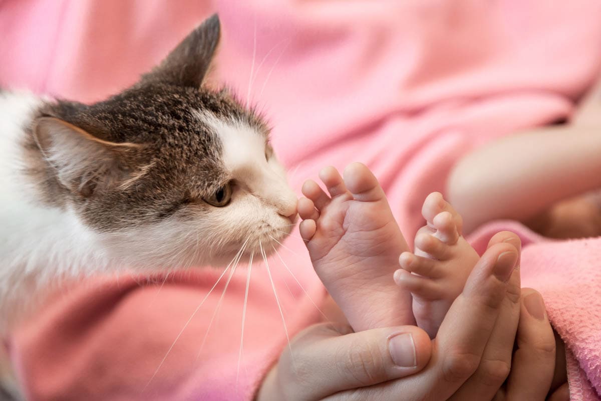 Introducing a cat to a baby