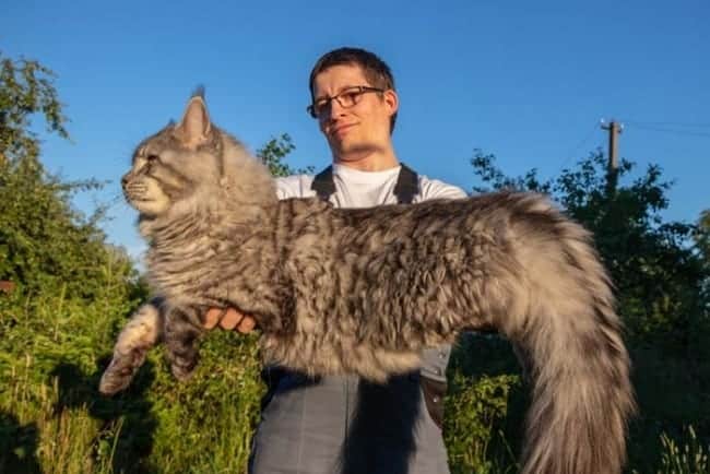 Man holding a large Maine Coon