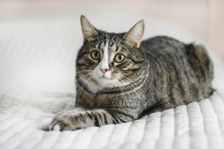 Multiple Myeloma in Cats - Cat-World