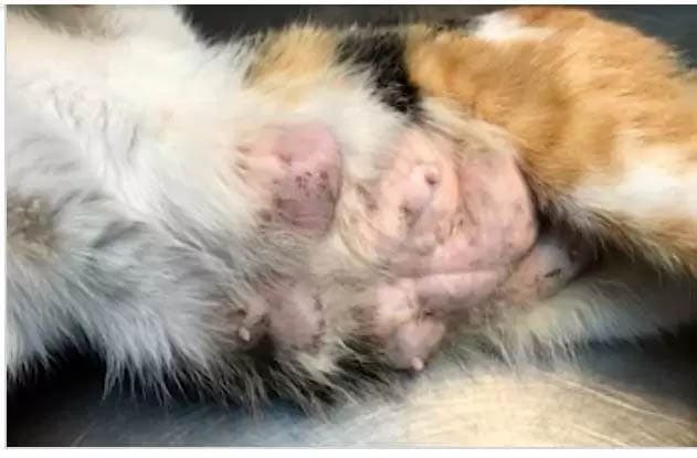 Nipple and breast swelling in cats