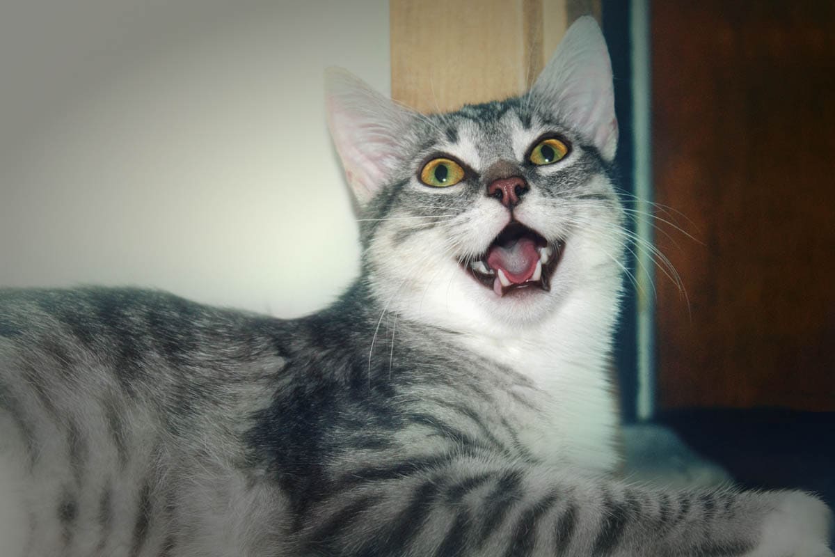 Open mouthed breathing in a cat