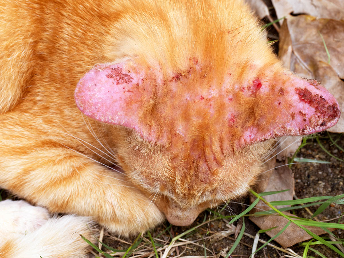 Cat ringworm outlet symptoms photos