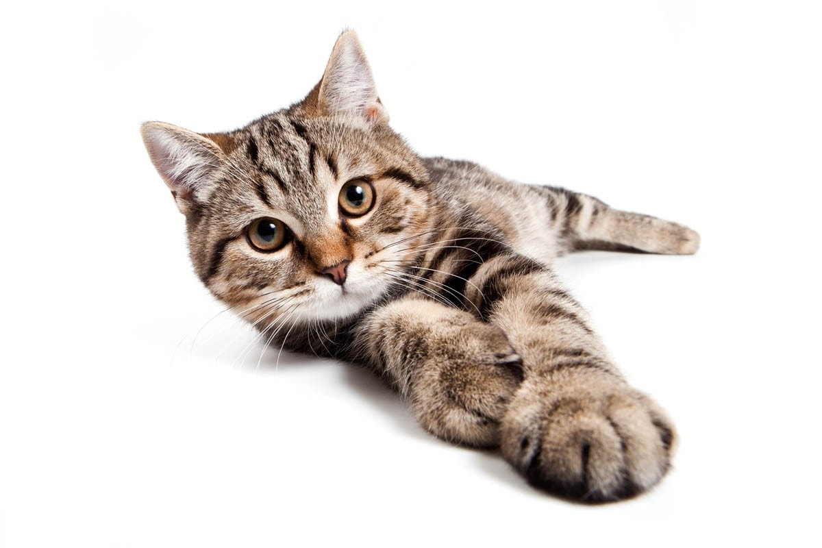 Signs of good health in cats