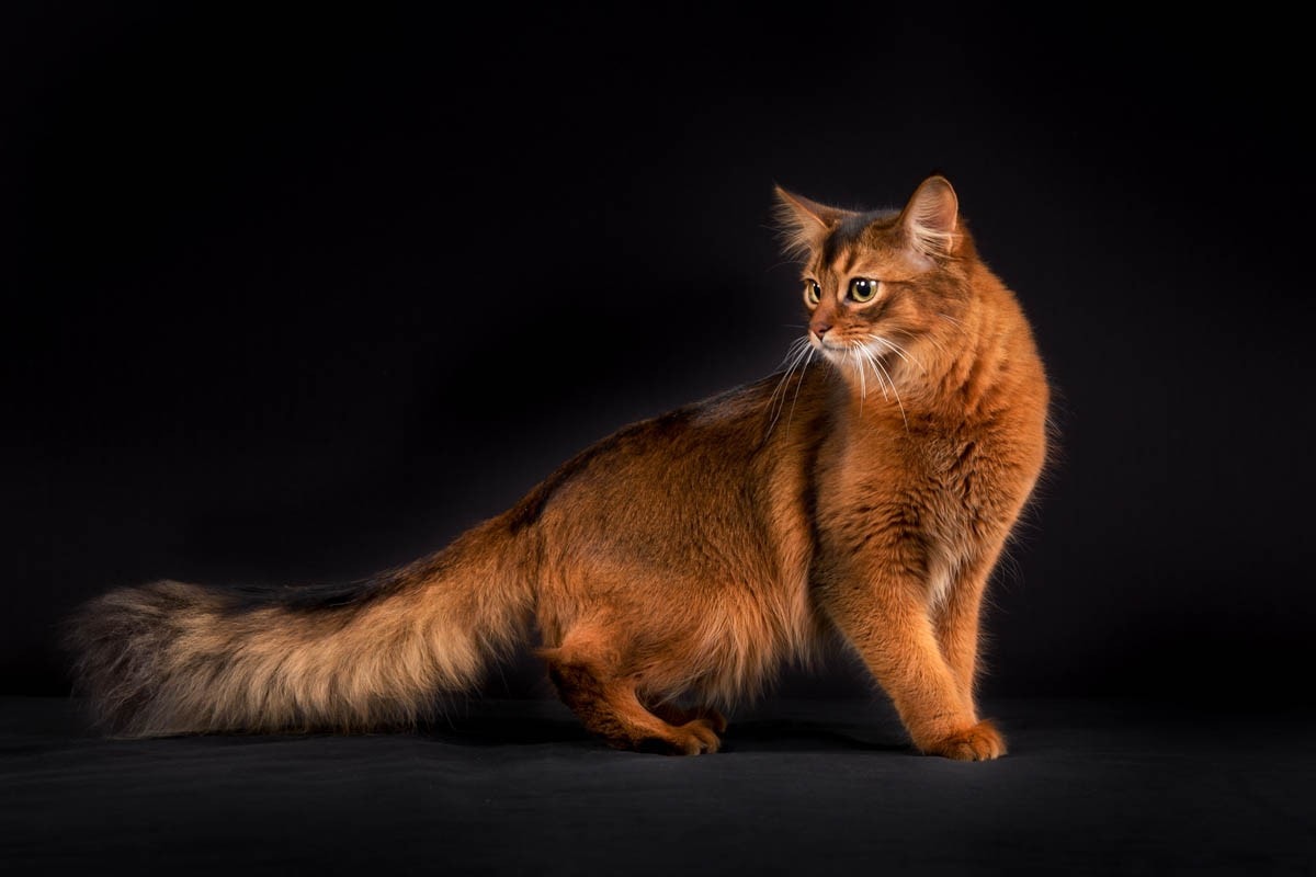 Somali cat breed profile