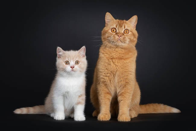 Two British Shorthair cats
