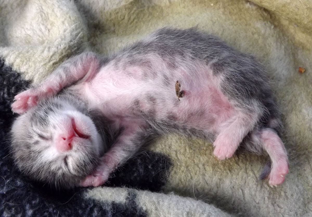 Umbilical cord stump on a newborn kitten