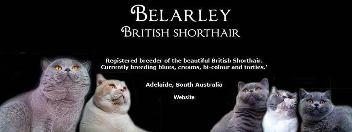 Belarley British Shorthairs