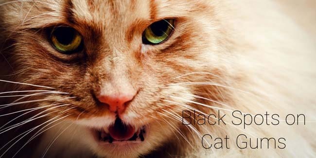 Black Spots (Lentigo) on Cat Gums, Nose and Eyelids CatWorld