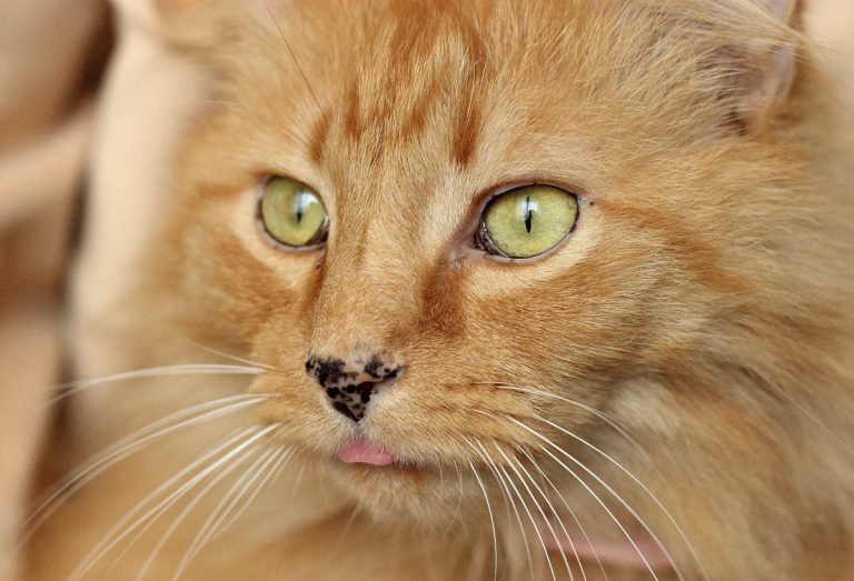 Should Cats Have a Wet or Dry Nose? CatWorld