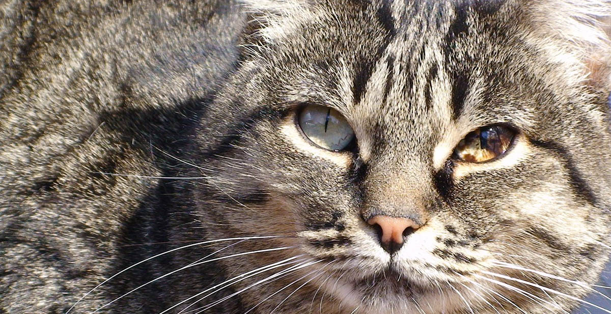 OddEyed Cats (Heterochromia) CatWorld