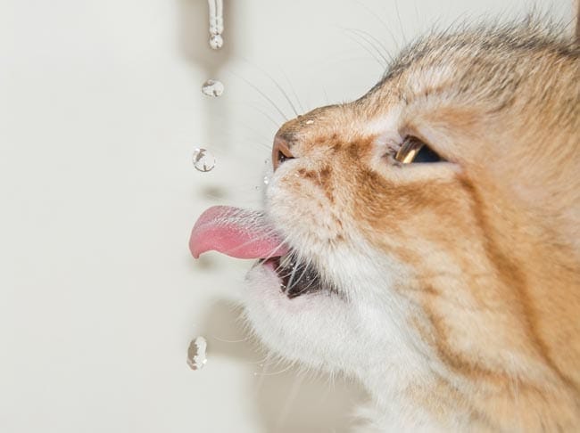 View of Dehydration in Cats | Cat-World